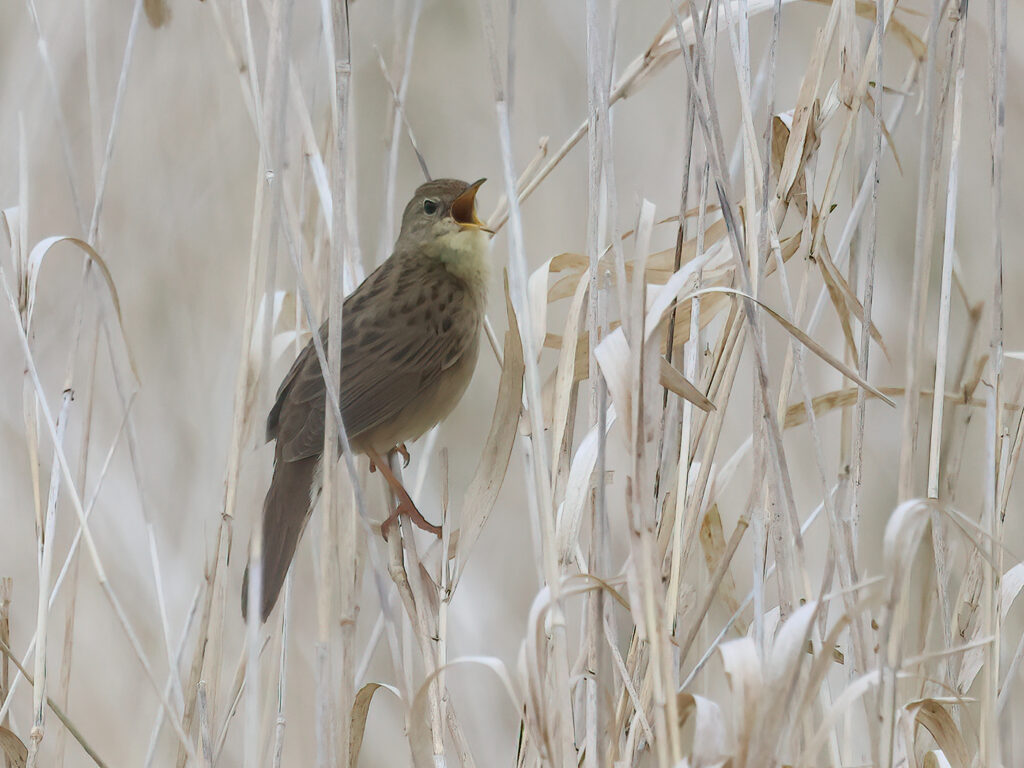 Gräshoppsångare (Grasshopper warbler) vid Hjälms våtmark, Kungsbacka