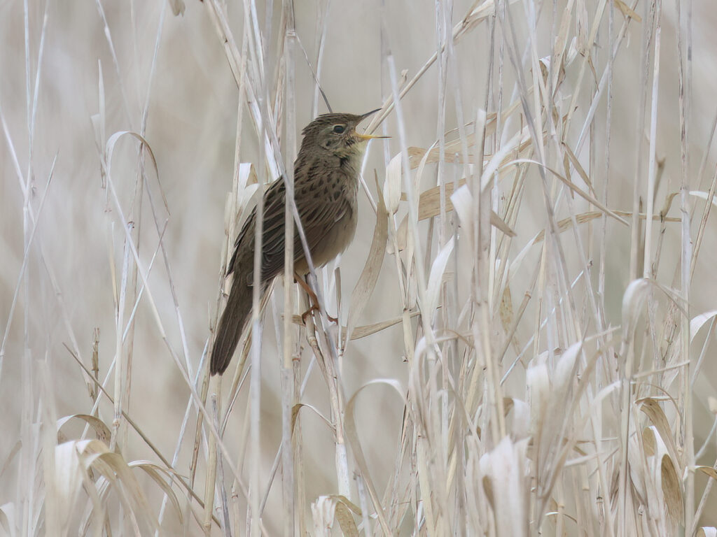 Gräshoppsångare (Grasshopper warbler) vid Hjälms våtmark, Kungsbacka