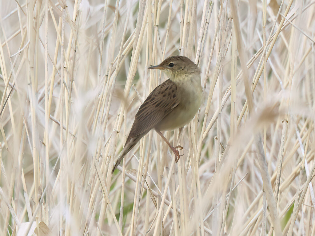 Gräshoppsångare (Grasshopper warbler) vid Hjälms våtmark, Kungsbacka