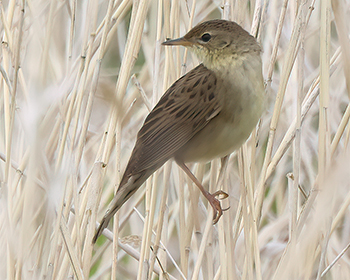 Gräshoppsångare (Grasshopper Warbler) vid Hjälms våtmark, Kungsbacka