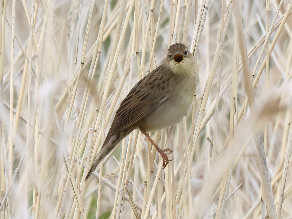 Gräshoppsångare (Grasshopper warbler) vid Hjälms våtmark, Kungsbacka