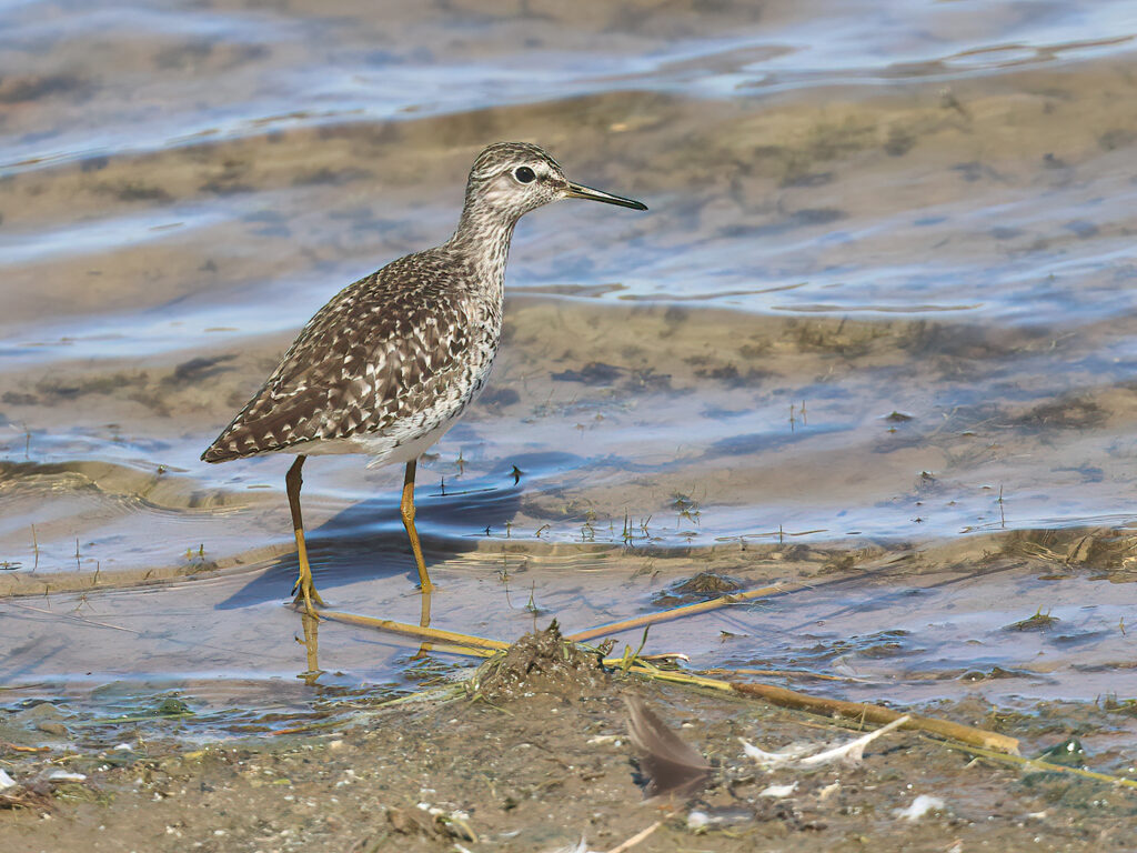 Grönbena (Wood Sandpiper) vid Källstorps våtmark, Falkenberg