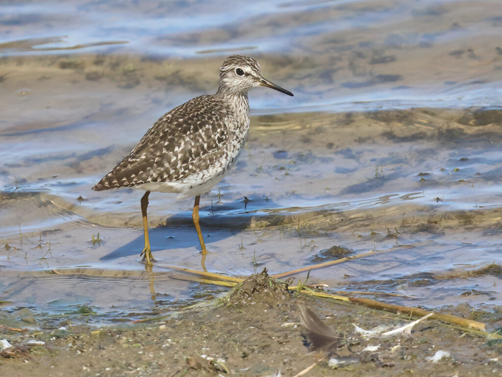 Grönbena (Wood Sandpiper) vid Källstorps våtmark, Falkenberg