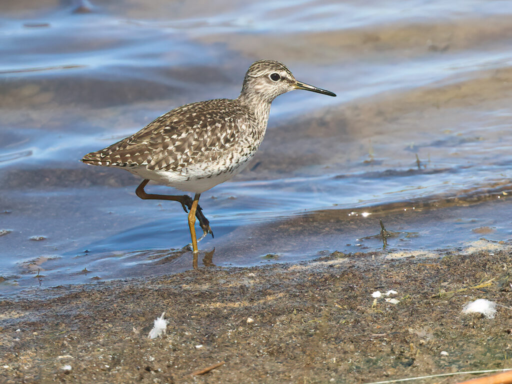 Grönbena (Wood Sandpiper) vid Källstorps våtmark, Falkenberg