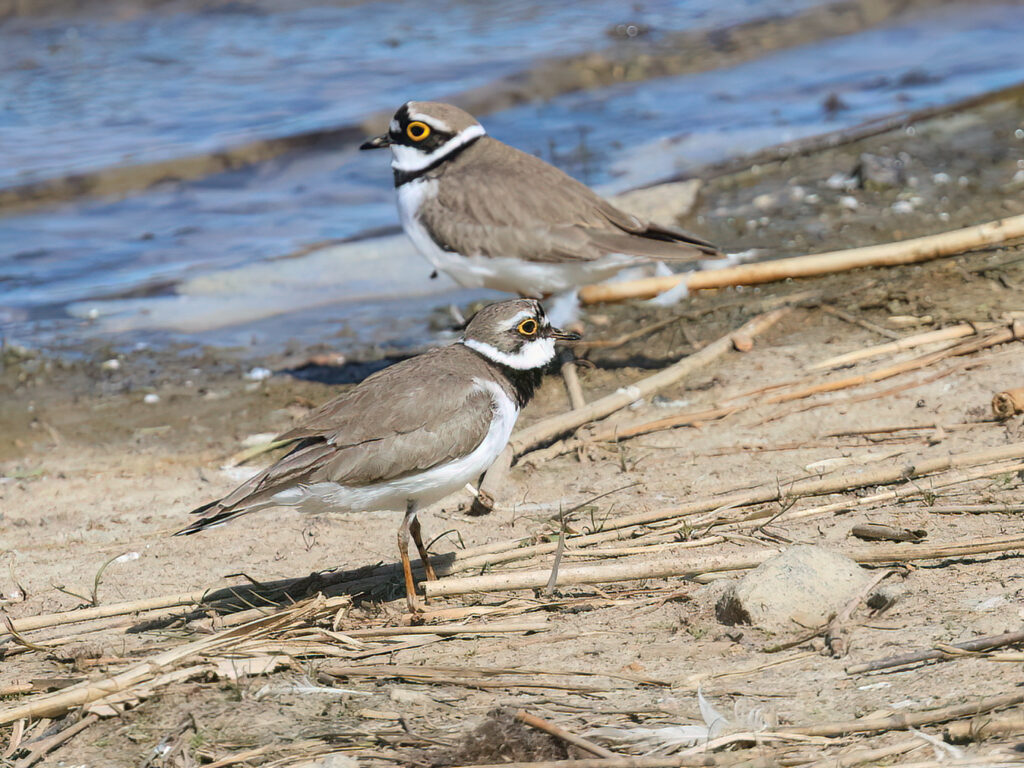 Mindre strandpipare (Little Ringed Plover) vid Källstorps våtmark