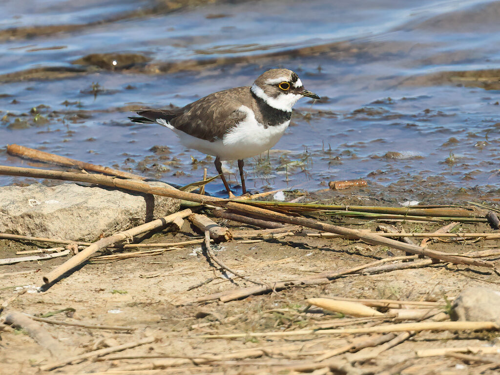 Mindre strandpipare (Little Ringed Plover) vid Källstorps våtmark