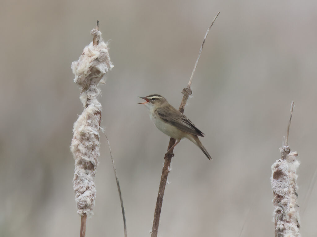 Sävsångare (Sedge Warbler) vid Hjälms våtmark, Kungsbacka
