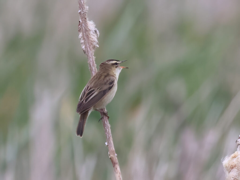 Sävsångare (Sedge Warbler) vid Hjälms våtmark, Kungsbacka