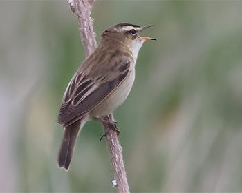 Sävsångare (Sedge warbler) vid Hjälms våtmark, Kungsbacka