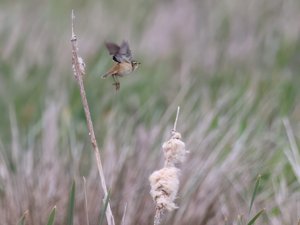 Sävsångare (Sedge Warbler) vid Hjälms våtmark, Kungsbacka