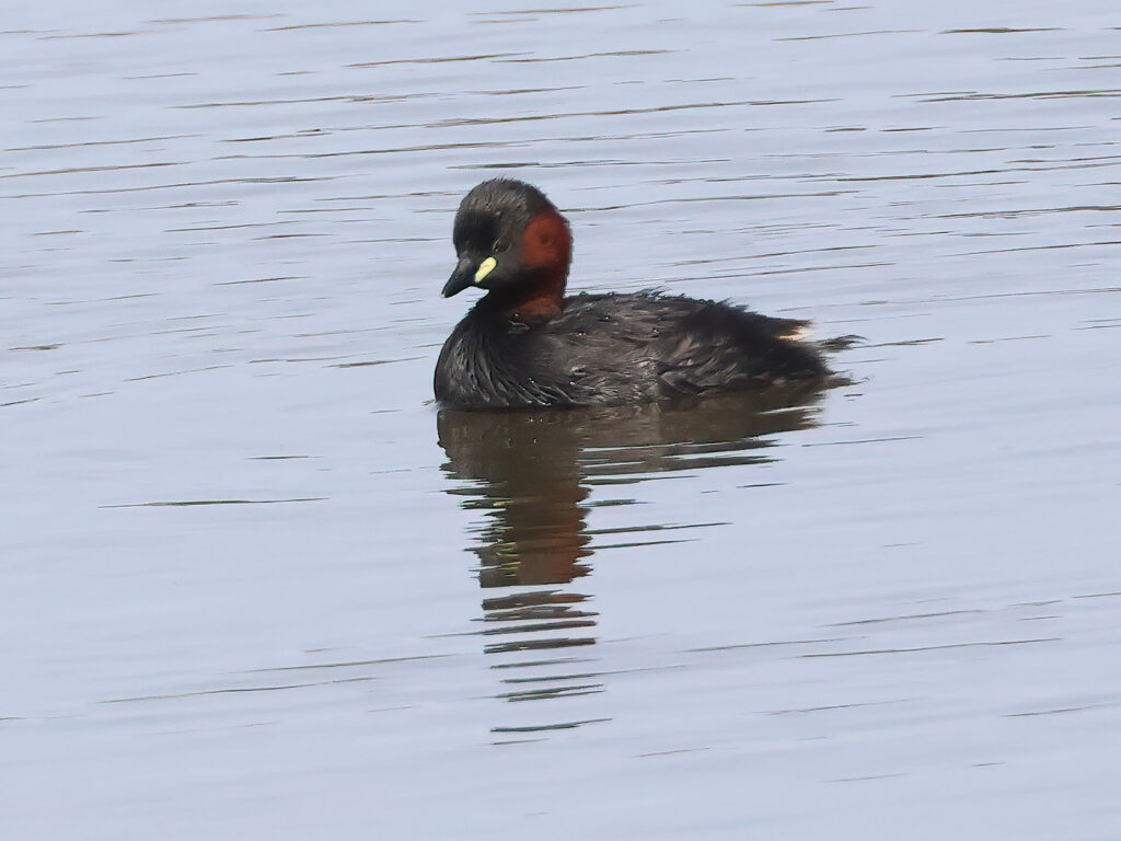 Smådopping (Little Grebe) vid Källstorps våtmark, Falkenberg