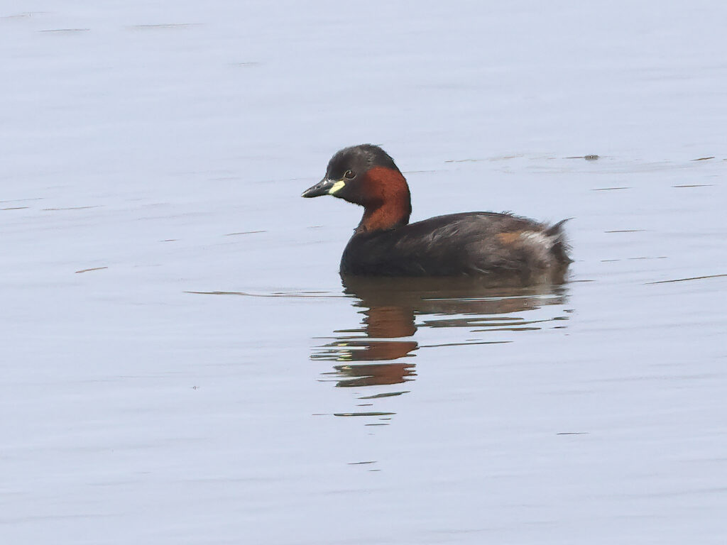 Smådopping (Little Grebe) vid Källstorps våtmark, Falkenberg
