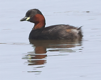 Smådopping (Little Grebe) vid Källtorps våtmark, Falkenberg