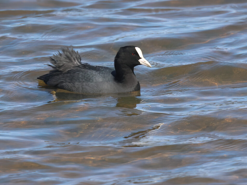 Sothöna (Coot) vid Källstorps våtmark, Falkenberg