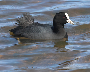 Sothöna (Coot) vid Källtorps våtmark, Fallkenberg