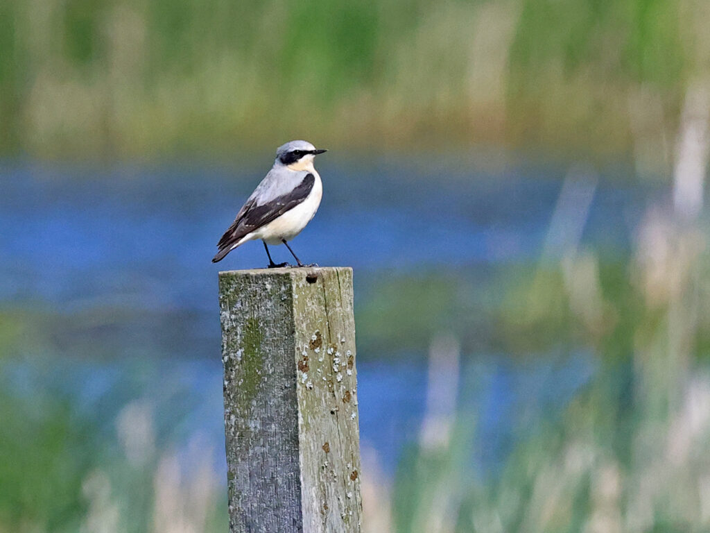 Stenskvätta (Northern Wheatear) vid Källstorps våtmark, Falkenberg