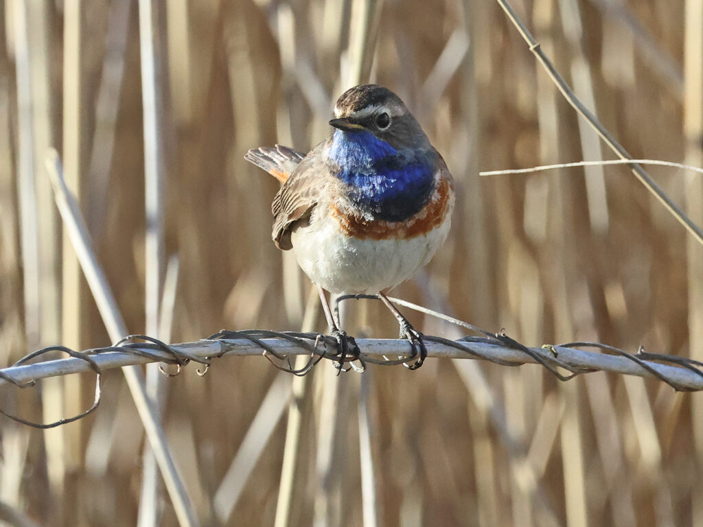 Vitstjärnig blåhake (White-spotted Bluethroat) vid Grässkär, Haga Kile söder om Göteborg