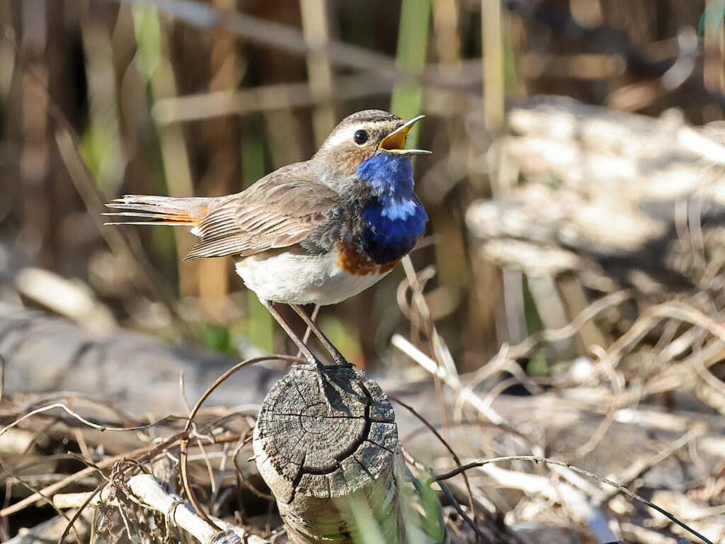 Vitstjärnig blåhake (White-spotted Bluethroat) vid Grässkär, Haga Kile söder om Göteborg
