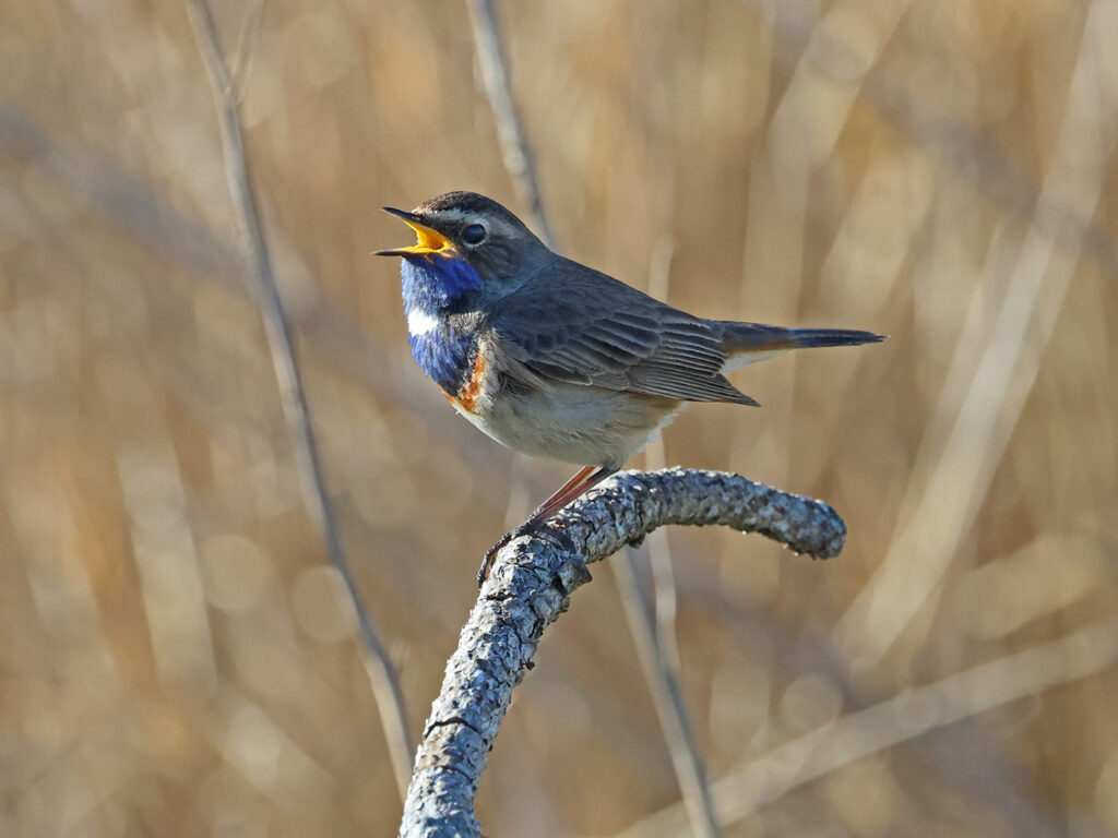 Vitstjärnig blåhake (White-spotted Bluethroat) vid Grässkär, Haga Kile söder om Göteborg
