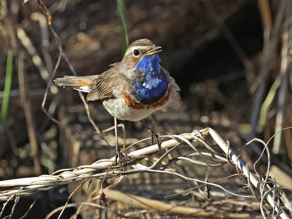 Vitstjärnig blåhake (White-spotted Bluethroat) vid Grässkär, Haga Kile söder om Göteborg
