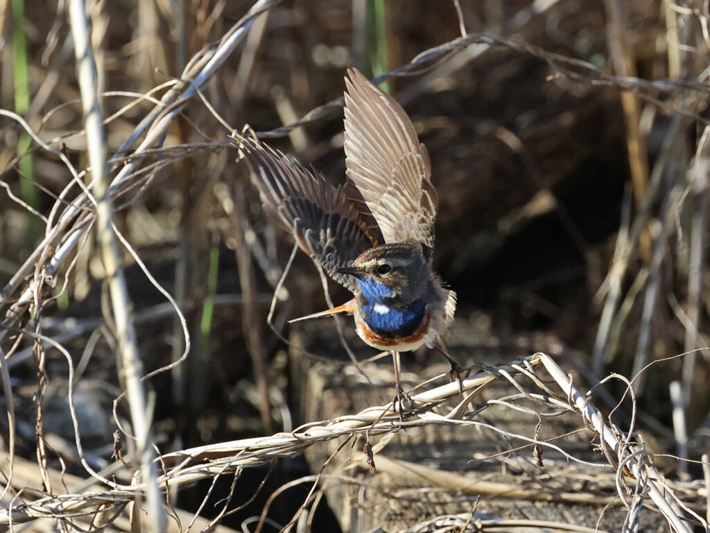 Vitstjärnig blåhake (White-spotted Bluethroat) vid Grässkär, Haga Kile söder om Göteborg