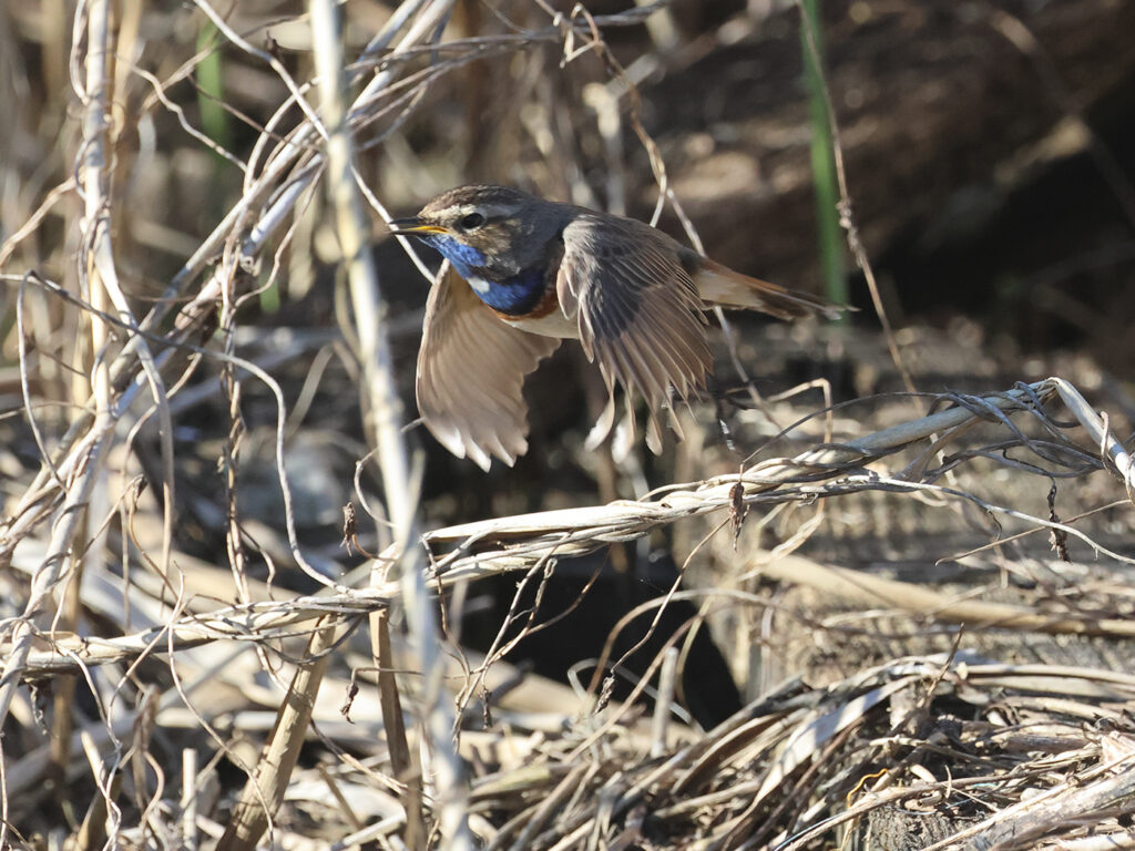 Vitstjärnig blåhake (White-spotted Bluethroat) vid Grässkär, Haga Kile söder om Göteborg