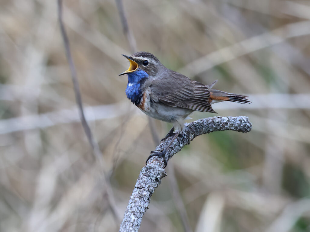 Vitstjärnig blåhake (White-spotted Bluethroat) vid Grässkär, Haga Kile söder om Göteborg