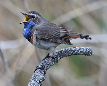 Vitstjärnig blåhake (White-spotted Bluethroat) vid Haga Kile-Grässkär, Billdal
