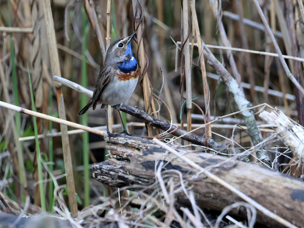 Vitstjärnig blåhake (White-spotted Bluethroat) vid Grässkär, Haga Kile söder om Göteborg